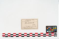 Etikett zu Bronzemehrkopfnadel (NHMW-PRAE-035773)